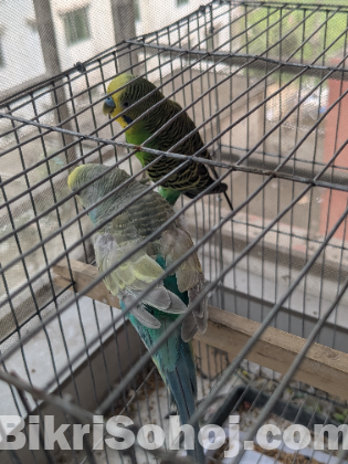 Birds